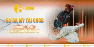 Đá gà Mỹ